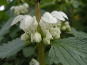 Értékesítése Süket csalán virág (Deaf Nettle Flower) ömlesztve a gyártótól a legjobb áron - kép 4