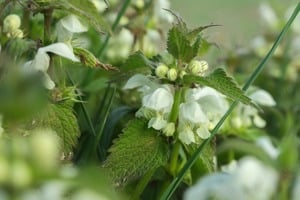 Értékesítése Süket csalán virág (Deaf Nettle Flower) ömlesztve a gyártótól a legjobb áron - kép 5