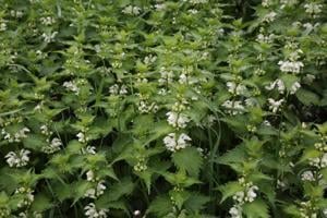 Értékesítése Süket csalán virág (Deaf Nettle Flower) ömlesztve a gyártótól a legjobb áron - kép 3