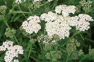 Értékesítése Dereviy füvet (Yarrow common herb) ömlesztve a gyártótól a legjobb áron - kép 3