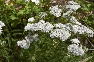 Értékesítése Dereviy füvet (Yarrow common herb) ömlesztve a gyártótól a legjobb áron - kép 5