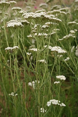 Értékesítése Dereviy füvet (Yarrow common herb) ömlesztve a gyártótól a legjobb áron - kép 4