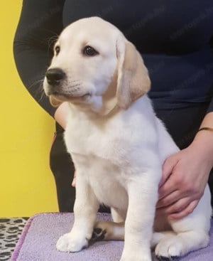 Labrador Retriever szépfiúk - kép 2