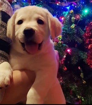 Labrador Retriever szépfiúk - kép 4