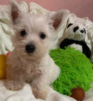 Eladó West(ie) Highland White Terrier kiskutya.  - kép 3