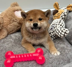 Shiba inu kisfiú kiskutya  - kép 2