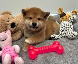 Shiba inu kisfiú kiskutya  - kép 3