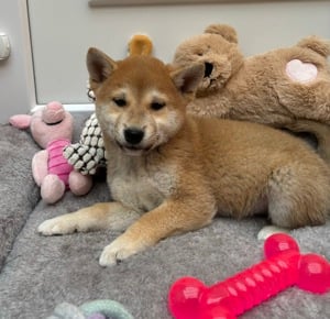 Shiba inu kisfiú kiskutya Szállításban segítek 