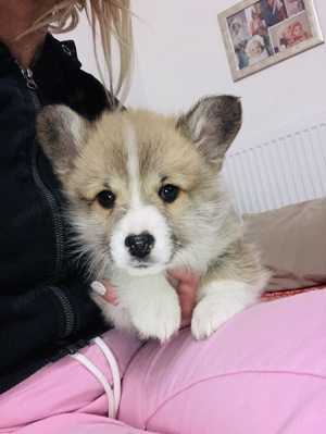 Welsh corgie kan kutyus gazdisodna. - kép 3