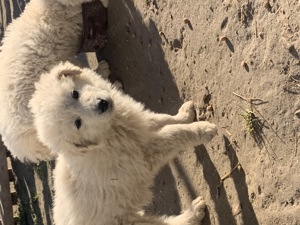 Kuvasz kiskutyák eladóak