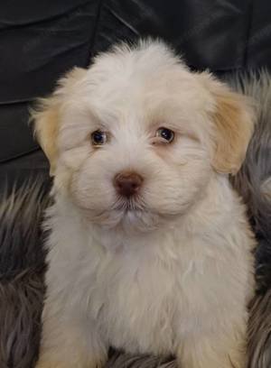 Csokoládé bichon havanese - kép 4