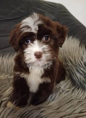 Csokoládé bichon havanese - kép 5