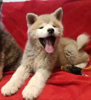 Japán Akita inu 