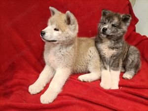 Japán Akita inu  - kép 5