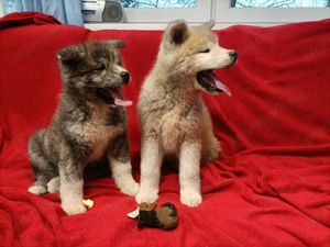 Japán Akita inu  - kép 11