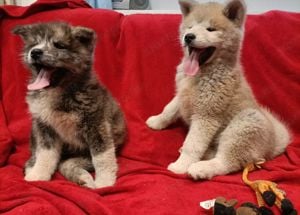 Japán Akita inu  - kép 13