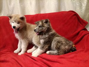 Japán Akita inu  - kép 6