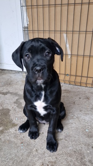 Cane corso szuka kölykök (FCI reg)