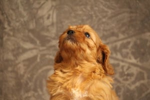 Cavapoo kislány-toy uszkár - kép 2