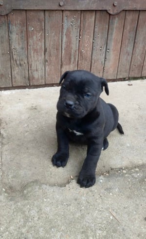 Cane Corso fajtajellegű kiskutya 