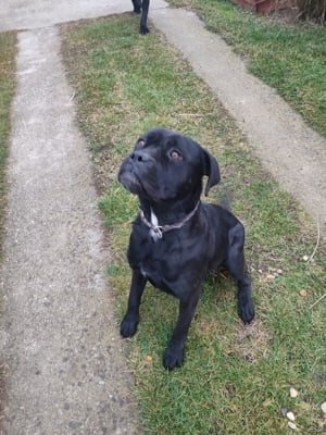 Cane Corso fajtajellegű kiskutya  - kép 5