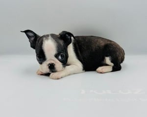 Boston Terrier kiskutyák azonnal elvihetők - kép 6