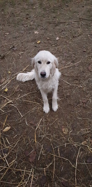 Golden Retriver szuka  1 éves - kép 2