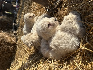 Komondor kiskutyák - kép 3