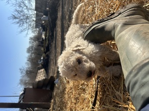 Komondor kiskutyák - kép 2