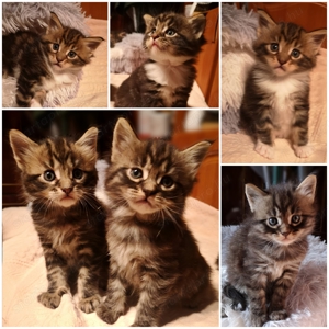 Maine Coon kiscicák  - kép 2