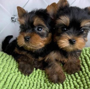 Yorkshire terrier 