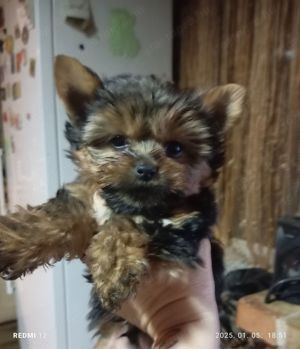 Yorkshire terrier babák,yorki - kép 2