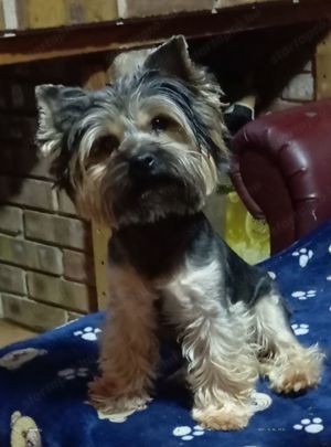 Yorkshire terrier babák,yorki - kép 4