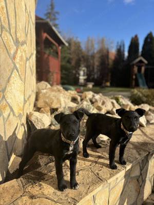 Ingyen elvihető Foxterrier keverék kiskutyák