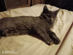 Maine coon cicák - kép 3