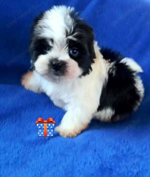 Törzskönyvezett szülőktől bichon havanese csodaszép kutyusok  - kép 3