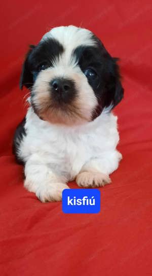 Törzskönyvezett szülőktől bichon havanese csodaszép kutyusok  - kép 4