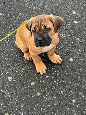 Cane corso  kiskutyák - kép 3