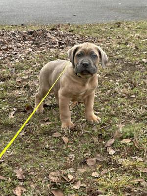 Cane corso  kiskutyák - kép 4