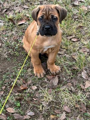 Cane corso  kiskutyák - kép 5