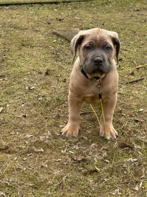 Cane corso  kiskutyák - kép 6