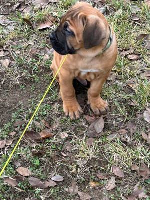 Cane corso  kiskutyák - kép 2