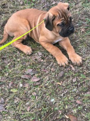 Cane corso  kiskutyák