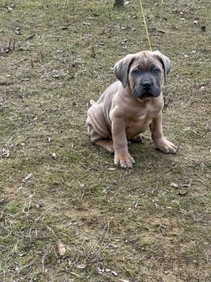 Cane corso  kiskutyák - kép 11