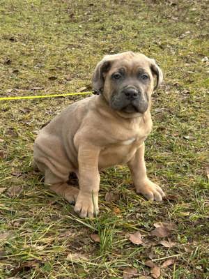 Cane corso  kiskutyák - kép 9