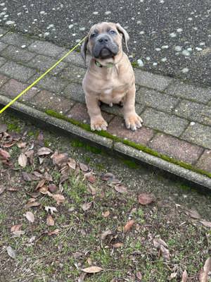 Cane corso  kiskutyák - kép 8