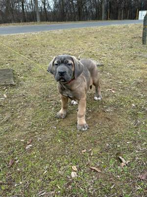 Cane corso  kiskutyák - kép 10