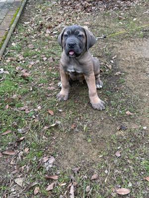 Cane corso  kiskutyák - kép 12