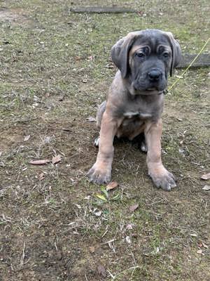 Cane corso  kiskutyák - kép 7