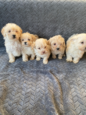 Maltipoo kutyusok